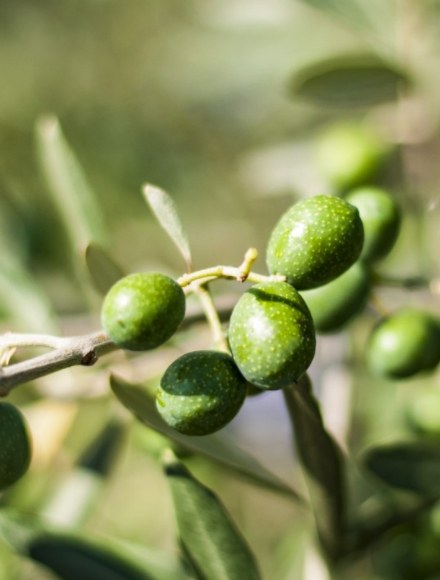 金沙(8087-js认证)娱场城-Officialwebsite